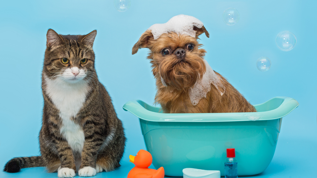 Productos de higiene dental para mascotas