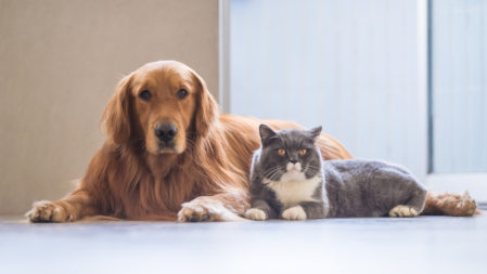 Perro y gato jugando con un juguete