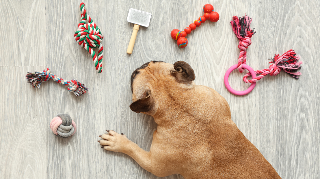 Accesorios para mascotas en exposición