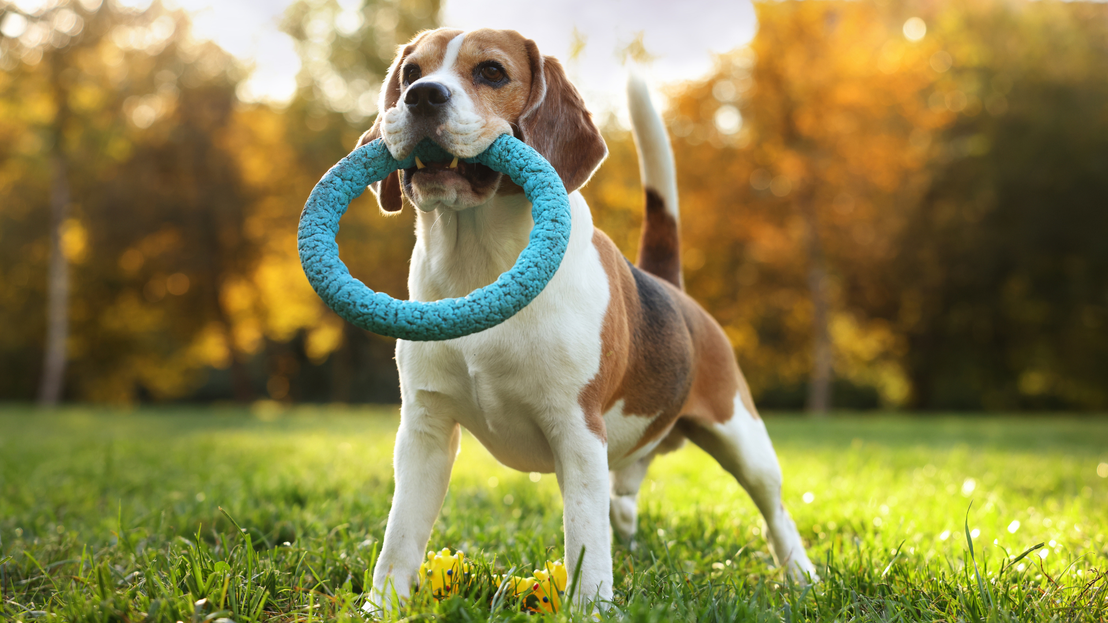 Juguetes divertidos para perros y gatos
