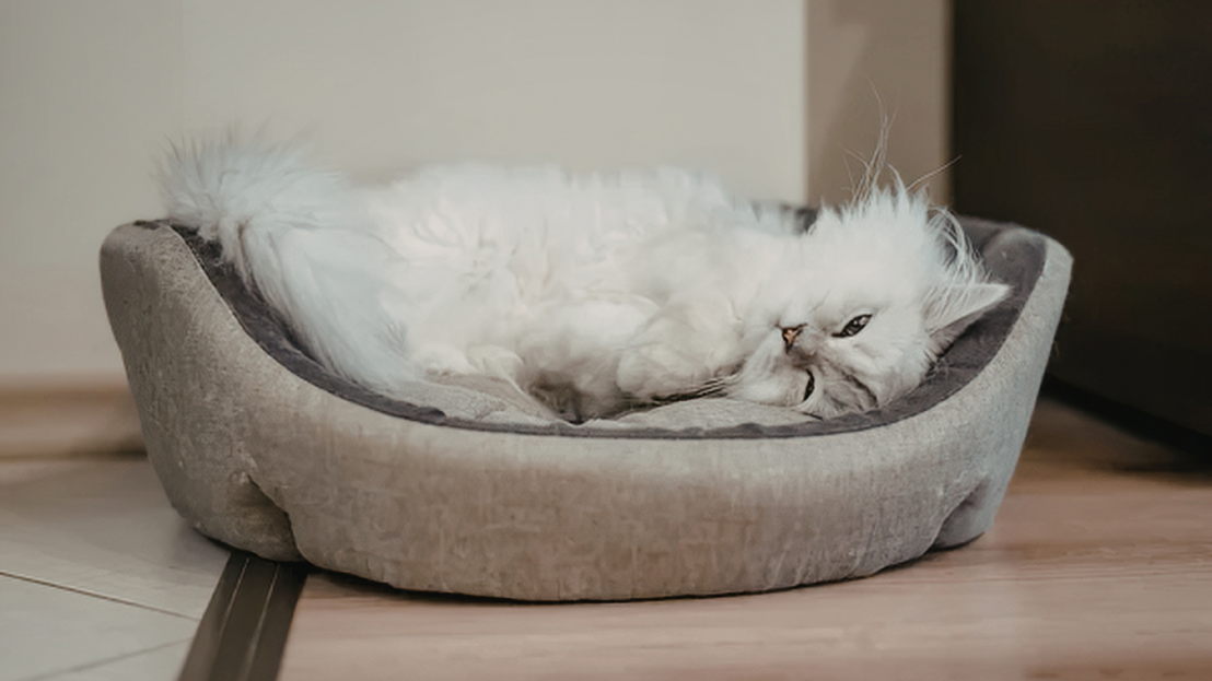 Cama cómoda para mascotas